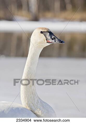 A trumpeter swan (cygnus buccinator) enjoying a lovely spring day at wasilla creek; Wasilla alaska united states of america View Large Photo Image Picture - A trumpeter swan (cygnus buccinator) enjoying a lovely spring day at wasilla creek; Wasilla alaska united states of america. Fotosearch