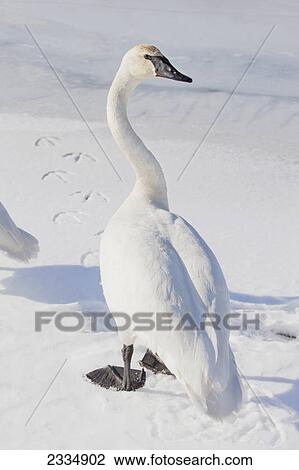 Stock Image - A trumpeter swan (cygnus buccinator) enjoying a lovely spring day at wasilla creek; Wasilla alaska united states of america. Fotosearch