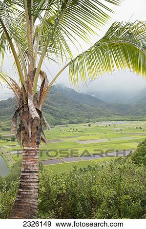 Stock Photo - A view of lush fields and a palm tree; Hanalei kauai hawaii united states of america. Fotosearch