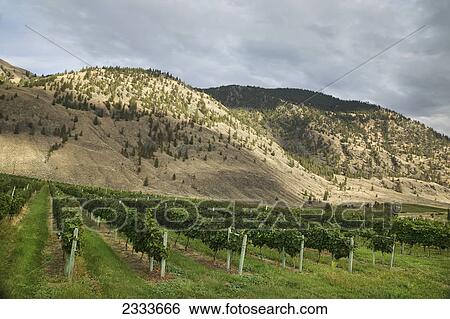 A vineyard under a cloudy sky; British Columbia, Canada View Large Photo Image Stock Photograph - A vineyard under a cloudy sky; British Columbia, Canada. Fotosearch