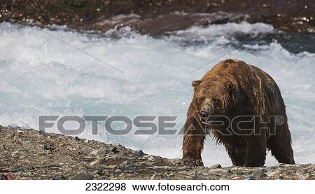 Stock Photo - A wet brown bear (ursus arctos) climbing out of the river; Alaska united states of america. Fotosearch