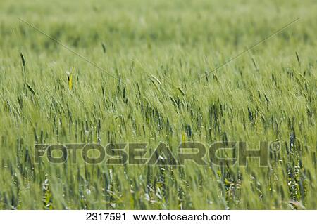 Stock Image - A Wheat Field Blowing In The Wind; Saskatchewan Canada. Fotosearch