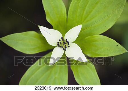 Stock Photo - A white bunchberry (cornus canadensis) flower shows symmetry; British columbia canada. Fotosearch