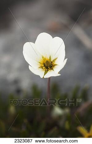 A white dryad (dryas octopetala) growing high on a mountain ridge; Kananaskis alberta canada View Large Photo Image Stock Photo - A white dryad (dryas octopetala) growing high on a mountain ridge; Kananaskis alberta canada. Fotosearch