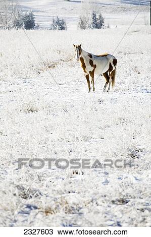Stock Image - A white horse with brown spots in a snow covered field with rolling hills in the background; Alberta canada. Fotosearch