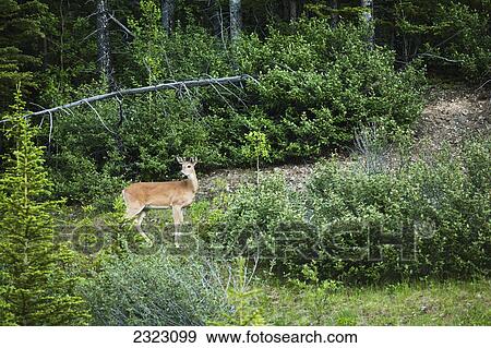 A white-tailed deer watches for danger; Kananaskis alberta canada View Large Photo Image Stock Photo - A white-tailed deer watches for danger; Kananaskis alberta canada. Fotosearch