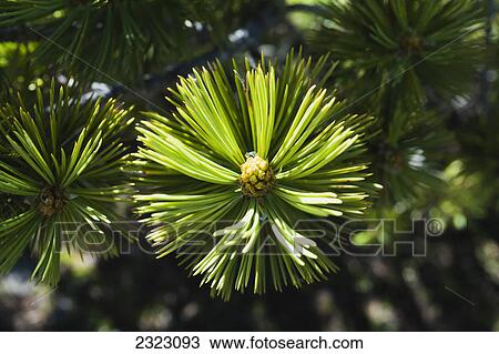 Stock Image - A whitebark pine branch with grouped needles; Kananaskis alberta canada. Fotosearch