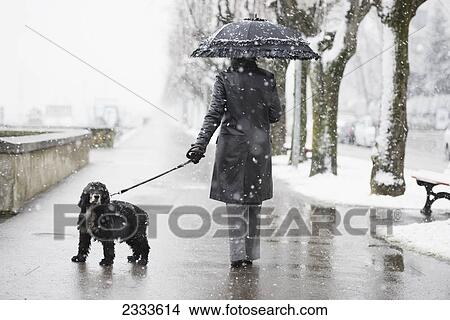 A woman walking her dog in a snowfall; Locarno ticino switzerland View Large Photo Image Picture - A woman walking her dog in a snowfall; Locarno ticino switzerland. Fotosearch