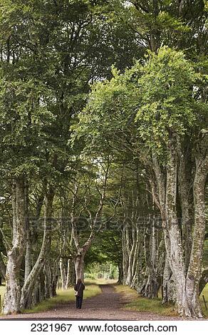 Stock Photo - A Woman Walks Down A Path Lined With Tall Trees; Applecross Peninsula Highlands Scotland. Fotosearch