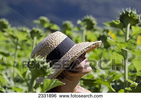 A woman wearing a sunhat stands in a field full of tall sunflowers; Locarno ticino switzerland View Large Photo Image Stock Photograph - A woman wearing a sunhat stands in a field full of tall sunflowers; Locarno ticino switzerland. Fotosearch