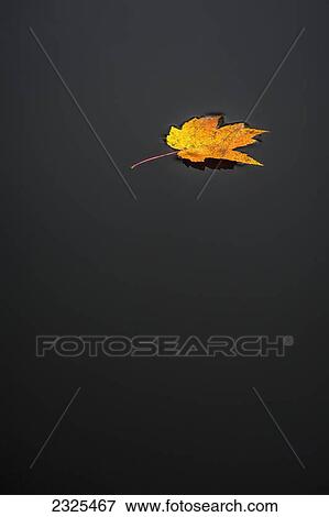 Stock Photo - A yellow maple leaf floating on the tranquil water; Ohio united states of america. Fotosearch