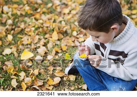 Stock Image - A Young Boy Sits On The Ground Looking At A Fallen Leaf In Autumn; St Albert Alberta Canada. Fotosearch