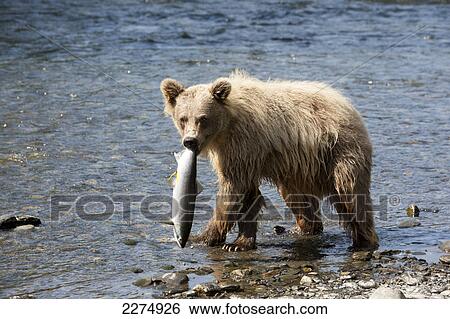 A young Brown bear looks at camera while walking in the Russian River and holding a sockeye salmon stolen from a fisherman's line, Kenai Peninsula, Southcentral Alaska, Summer View Large Photo Image Stock Photograph - A young Brown bear looks at camera while walking in the Russian River and holding a sockeye salmon stolen from a fisherman's line, Kenai Peninsula, Southcentral Alaska, Summer. Fotosearch