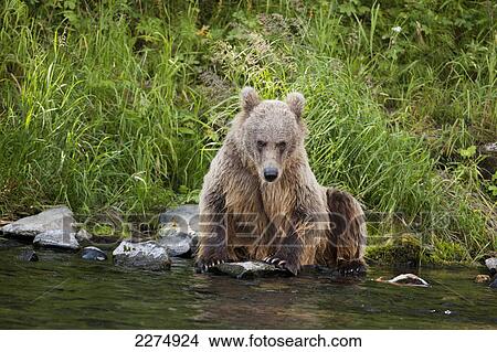 Picture - A young female Brown bear sitting on edge of Russian River and looking at camera, Southcentral Alaska, Summer. Fotosearch