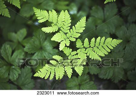 Stock Image - A young fern stands out against a darker forest floor; British columbia canada. Fotosearch