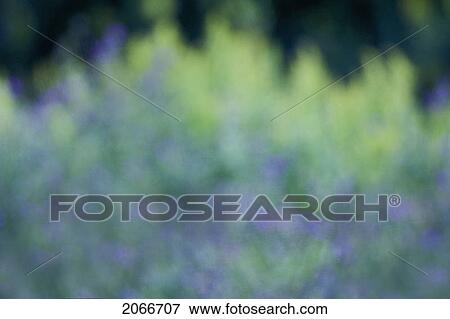 Stock Photo - Abstract Garden Flowers. Dartmouth, Nova Scotia. Fotosearch