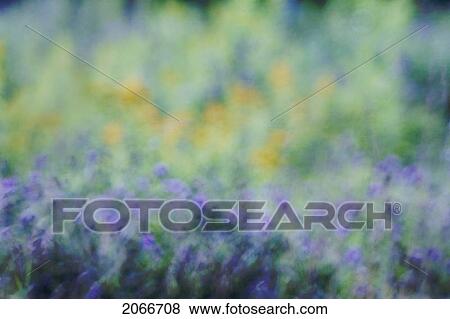 Abstract Garden Flowers. Dartmouth, Nova Scotia View Large Photo Image Stock Photo - Abstract Garden Flowers. Dartmouth, Nova Scotia. Fotosearch