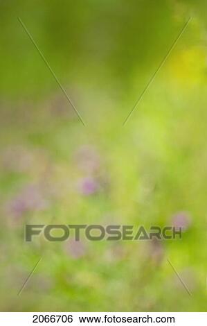 Abstract Garden Flowers. Dartmouth, Nova Scotia View Large Photo Image Stock Photograph - Abstract Garden Flowers. Dartmouth, Nova Scotia. Fotosearch