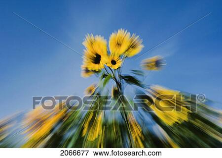 Abstract Sunflowers. Cavendish, Pei View Large Photo Image Stock Photo - Abstract Sunflowers. Cavendish, Pei. Fotosearch