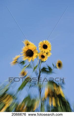 Abstract Sunflowers. Cavendish, Pei View Large Photo Image Stock Photograph - Abstract Sunflowers. Cavendish, Pei. Fotosearch