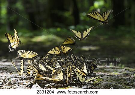 Abundance of eastern tiger swallowtail (papilio glaucus) butterflies on rocky ground in great smoky mountains national park; Tennessee united states of america View Large Photo Image Picture - Abundance of eastern tiger swallowtail (papilio glaucus) butterflies on rocky ground in great smoky mountains national park; Tennessee united states of america. Fotosearch