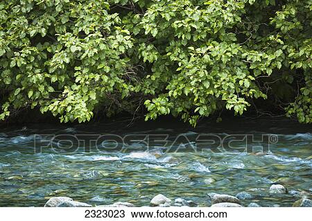 Alder branches overhanging a small rushing stream; British columbia canada View Large Photo Image Stock Image - Alder branches overhanging a small rushing stream; British columbia canada. Fotosearch