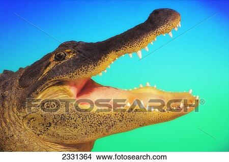 Picture - Alligator head with open mouth against a blue and green background. Fotosearch