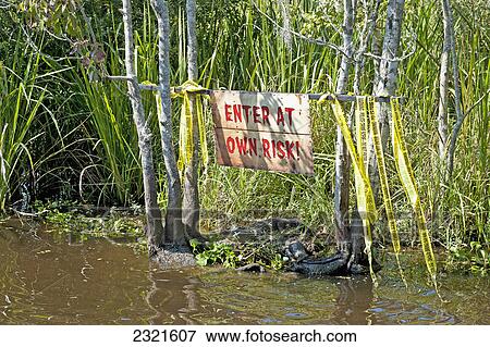 Stock Photo - Alligator In The Water Under A Sign That Says Enter At Own Risk; New Orleans Louisiana United States Of America. Fotosearch