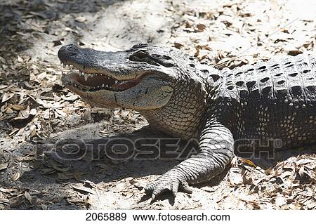 Alligator, Jacksonville, Florida View Large Photo Image Stock Photo - Alligator, Jacksonville, Florida. Fotosearch