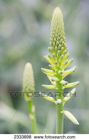Stock Photo - Aloe vera flower; Tropenhaus Wolhusen, Switzerland. Fotosearch