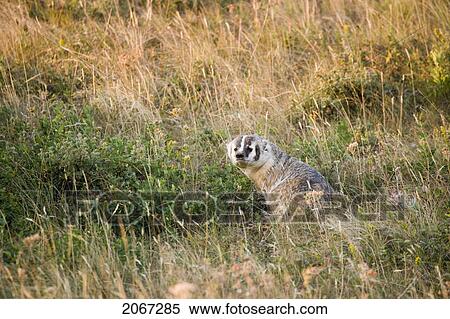 Stock Photography - American Badger (Taxidea Taxus) In Rocky Mountain Foothills, Waterton Lakes National Park, Alberta, Canada.. Fotosearch