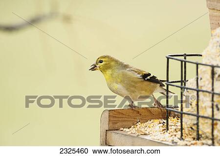 Stock Image - American goldfinch (carduelis tristis); Ohio united states of america. Fotosearch