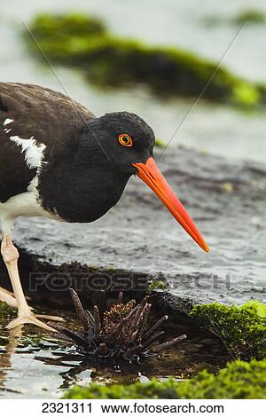 American Oystercatcher (Haematopus Palliatus) Is Seen Here Preparing To Feed On A Sea Urchin; Santiago Island Galapagos Islands Ecuador View Large Photo Image Stock Image - American Oystercatcher (Haematopus Palliatus) Is Seen Here Preparing To Feed On A Sea Urchin; Santiago Island Galapagos Islands Ecuador. Fotosearch