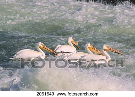 American White Pelicans (Pelecanus Erythrorhynchos) Fishing; Saskatchewan, Canada View Large Photo Image Stock Photo - American White Pelicans (Pelecanus Erythrorhynchos) Fishing; Saskatchewan, Canada. Fotosearch