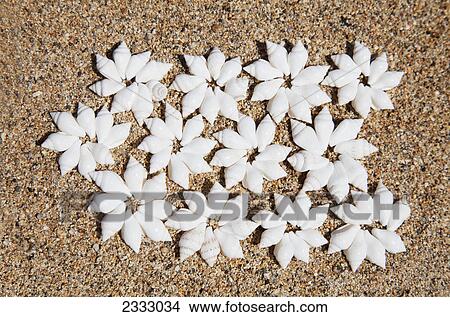 Picture - An arrangement of shells on the beach; Honolulu oahu hawaii united states of america. Fotosearch