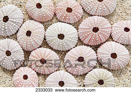 An arrangement of urchin shells on the shore; Honolulu oahu hawaii united states of america View Large Photo Image Stock Image - An arrangement of urchin shells on the shore; Honolulu oahu hawaii united states of america. Fotosearch