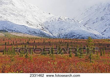 An autumn landscape off of the denali highway with fresh snow on the mountain range behind it; Alaska united states of america View Large Photo Image Stock Image - An autumn landscape off of the denali highway with fresh snow on the mountain range behind it; Alaska united states of america. Fotosearch