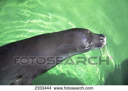 An earless seal (monachus schauinslandi) in the water; Oahu hawaii united states of america View Large Photo Image Picture - An earless seal (monachus schauinslandi) in the water; Oahu hawaii united states of america. Fotosearch