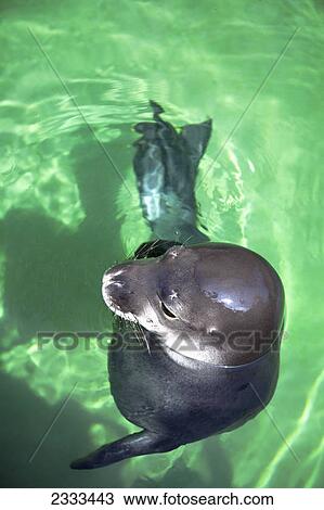 An earless seal (monachus schauinslandi) in the water; Oahu hawaii united states of america View Large Photo Image Stock Image - An earless seal (monachus schauinslandi) in the water; Oahu hawaii united states of america. Fotosearch