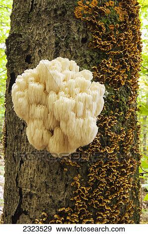An edible bear's head tooth mushroom (hericium coralloides) found on a tree in late summer; Hallowell maine united states of america View Large Photo Image Stock Photo - An edible bear's head tooth mushroom (hericium coralloides) found on a tree in late summer; Hallowell maine united states of america. Fotosearch