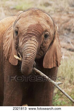 An Elephant Holding A Tree Branch In David Sheldrick Elephant Orphanage; Nairobi Kenya View Large Photo Image Stock Image - An Elephant Holding A Tree Branch In David Sheldrick Elephant Orphanage; Nairobi Kenya. Fotosearch
