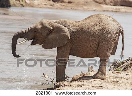 Stock Image - An Elephant Standing And Drinking At The Water's Edge In Samburu National Reserve; Kenya. Fotosearch
