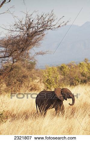 An Elephant Walks Through The Tall Grass In Samburu National Reserve; Kenya View Large Photo Image Stock Photo - An Elephant Walks Through The Tall Grass In Samburu National Reserve; Kenya. Fotosearch