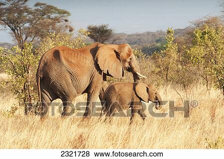 Stock Photo - An Elephant With Her Calf; Maasai Mara Kenya. Fotosearch