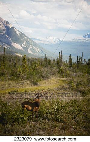 Stock Photo - An elk (cervus canadensis) beside the athabasca river with the rocky mountains in the background jasper national park; Alberta canada. Fotosearch