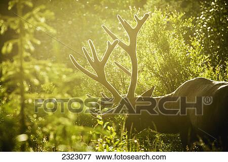 An elk (cervus canadensis) with large antlers grazing in warm evening light jasper national park; Alberta canada View Large Photo Image Stock Photo - An elk (cervus canadensis) with large antlers grazing in warm evening light jasper national park; Alberta canada. Fotosearch