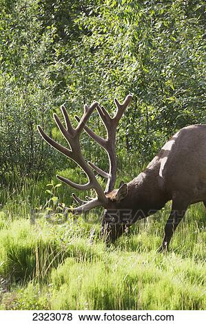 An elk (cervus canadensis) with large antlers grazing jasper national park; Alberta canada View Large Photo Image Stock Photo - An elk (cervus canadensis) with large antlers grazing jasper national park; Alberta canada. Fotosearch