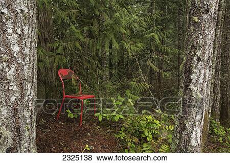 An old red chair sitting in the rainforest on vancouver island; British columbia canada View Large Photo Image Stock Photo - An old red chair sitting in the rainforest on vancouver island; British columbia canada. Fotosearch