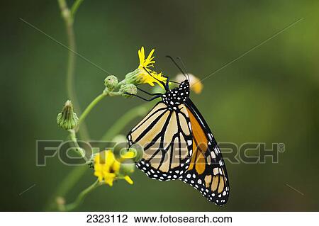 Stock Image - An orange monarch butterfly feeds at a yellow flower; Morden manitoba canada. Fotosearch