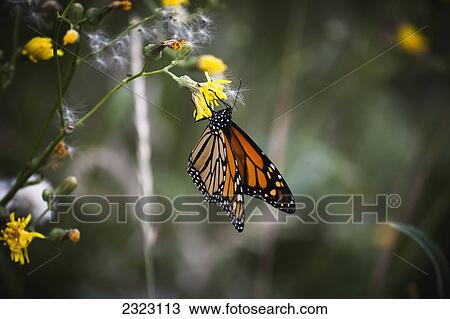 An orange monarch butterfly feeds at a yellow flower; Morden manitoba canada View Large Photo Image Stock Image - An orange monarch butterfly feeds at a yellow flower; Morden manitoba canada. Fotosearch